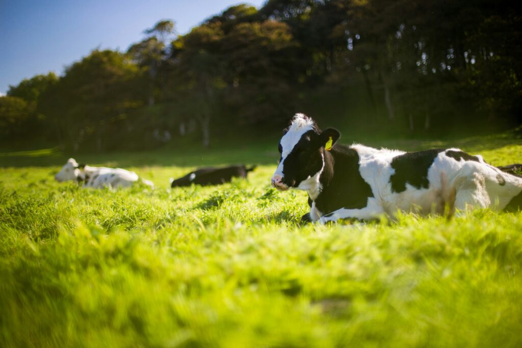 Cows on a grass field